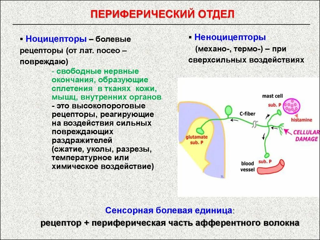 Болевая сенсорная система рецепторы. Периферический отдел болевой сенсорной системы. Рецепторы ноцицептивной системы. Болевой анализатор строение.