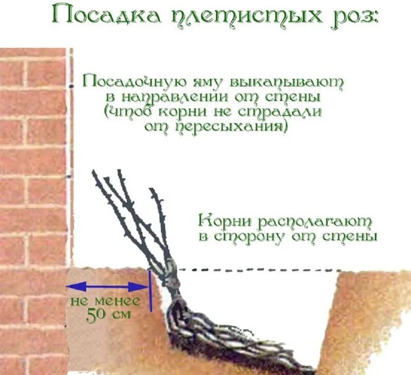 Как правильно садить розы