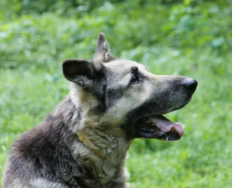 овчаркоманда спб. овчаркоманда спб. овчаркоманда спб. овчаркоманда спб.