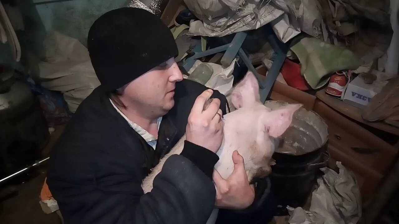Куда делают уколы поросятам. Внутримышечно поросятам. как сделать укол поросенку.