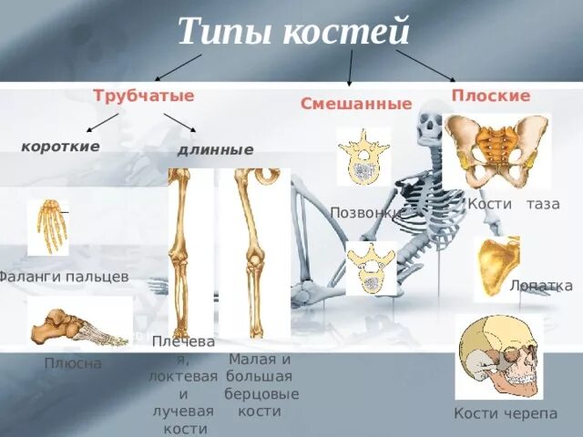 Грудные позвонки тип кости. Кости трубчатые губчатые плоские смешанные. Позвонок Тип кости. Позвонки Тип костей трубчатые. Кости скелета и типы костей.