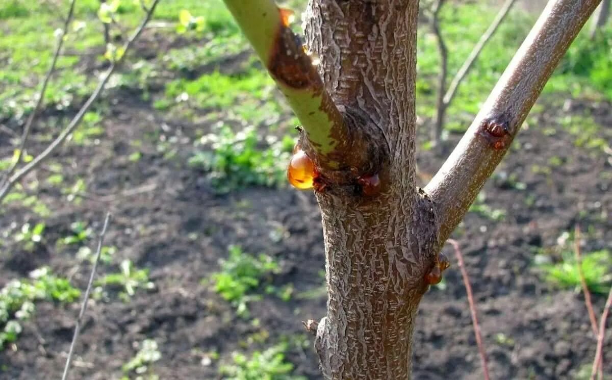 Почему на деревьях появляется. Камедетечение (гоммоз) персиками. Камедетечение войлочной вишни. Антракноз ствола вишни.