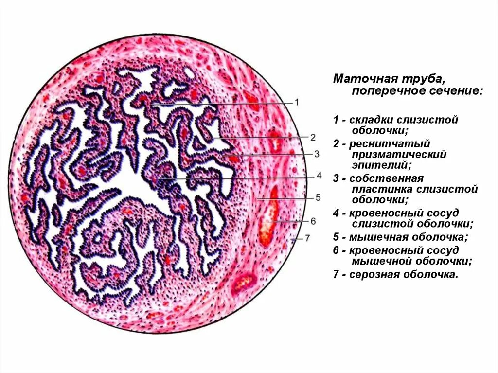 Слизистая стенок матки. Строение маточной трубы гистология. Маточная труба яйцевод гистология. Серозная оболочка гистология. Поперечный срез яйцевода.