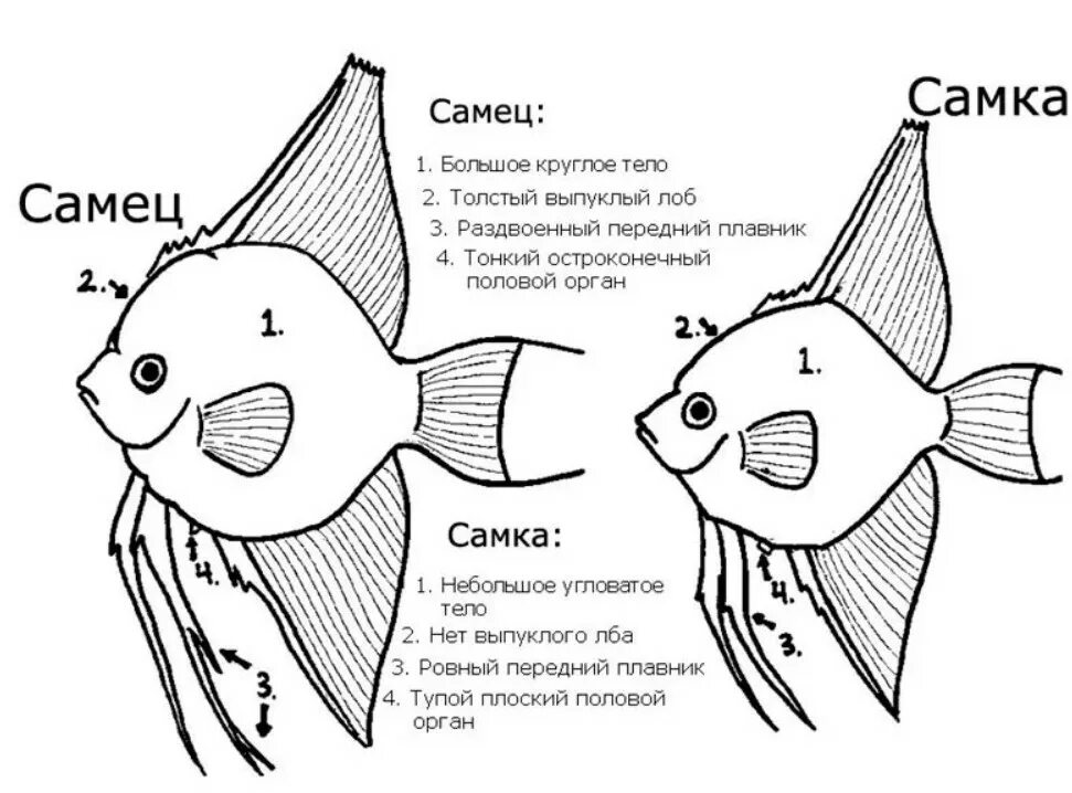 Как отличить самца скалярии. Скалярии отличия самца от самки. Рыбки скалярий самец самка. Скалярия самец отличия от самки. Скалярии отличить самца от самки.