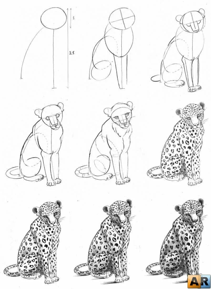 картинки собак для срисовки. леопард пошаговое рисование для детей. легкие рисунки для срисовки. рисунок кошки пошагово карандашом. рисунки по этапно для начинающих.