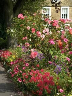 Into the rose