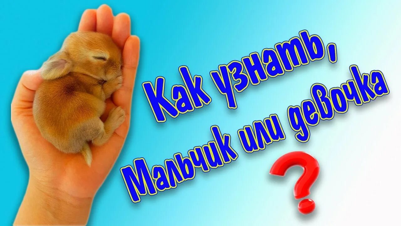 Как отличить крольчиху. Определить пол крольчонка. крольчонок девочка мальчик. как отличить кролика мальчика.
