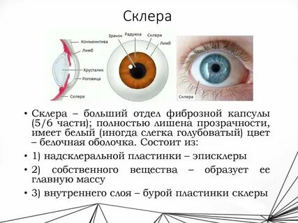 Роговица у взрослого