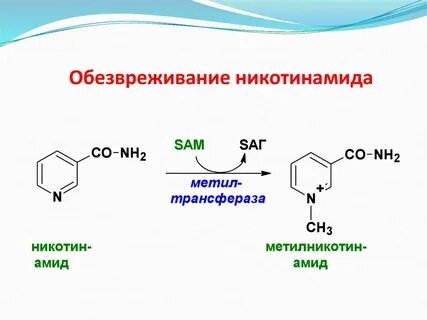 Что такое никотинамид