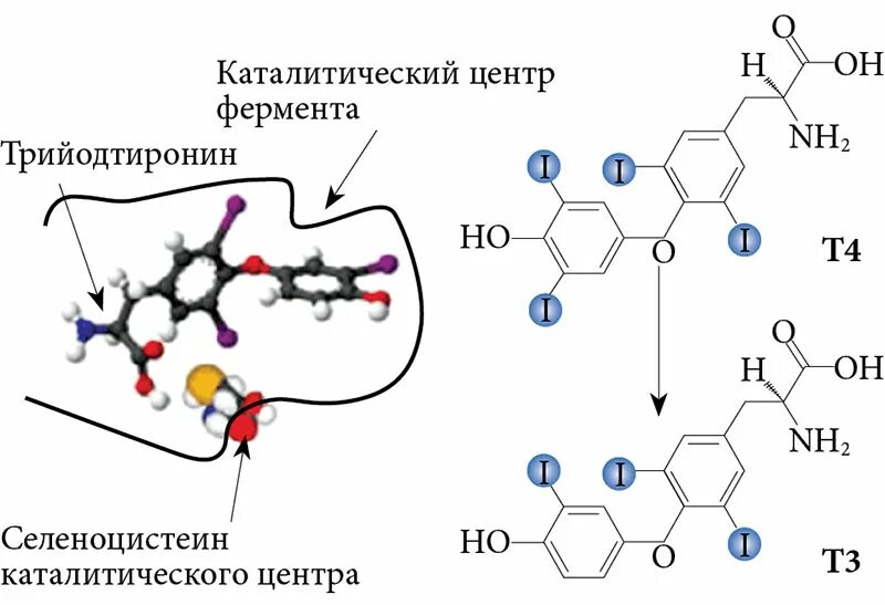 Тироксин ферменты. Дейодиназы. 5-Дейодиназа. Дейодиназа d2. Синтез селеноцистеина.