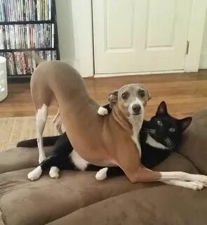 Котопесия дзен