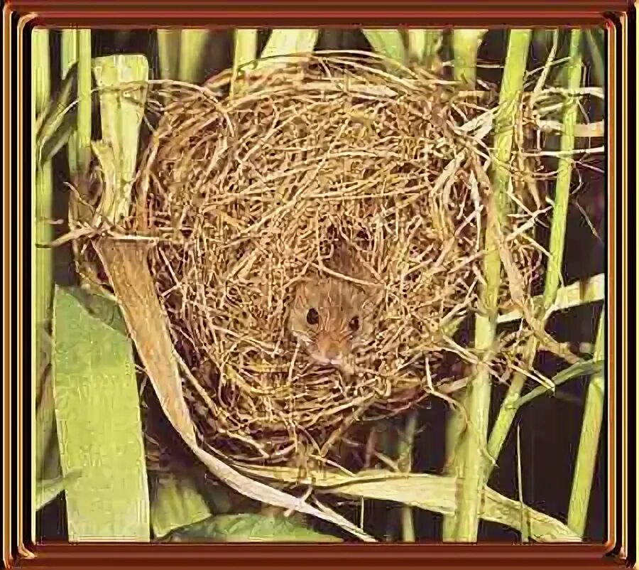 Mouse nest