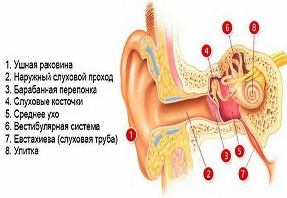 Двухсторонний экссудативный отит. Острый двусторонний секреторный отит. Острый отит наружного уха. Воспаление внутреннего уха лечение