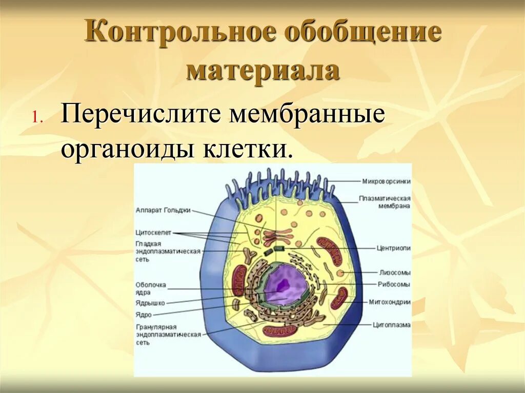 Какова функция органоидов. Органоиды клетки микроворсинки. Основные органеллы клетки презентация. Роль органоидов клетки 9 класс. Мембранные органоиды клетки рисунок.
