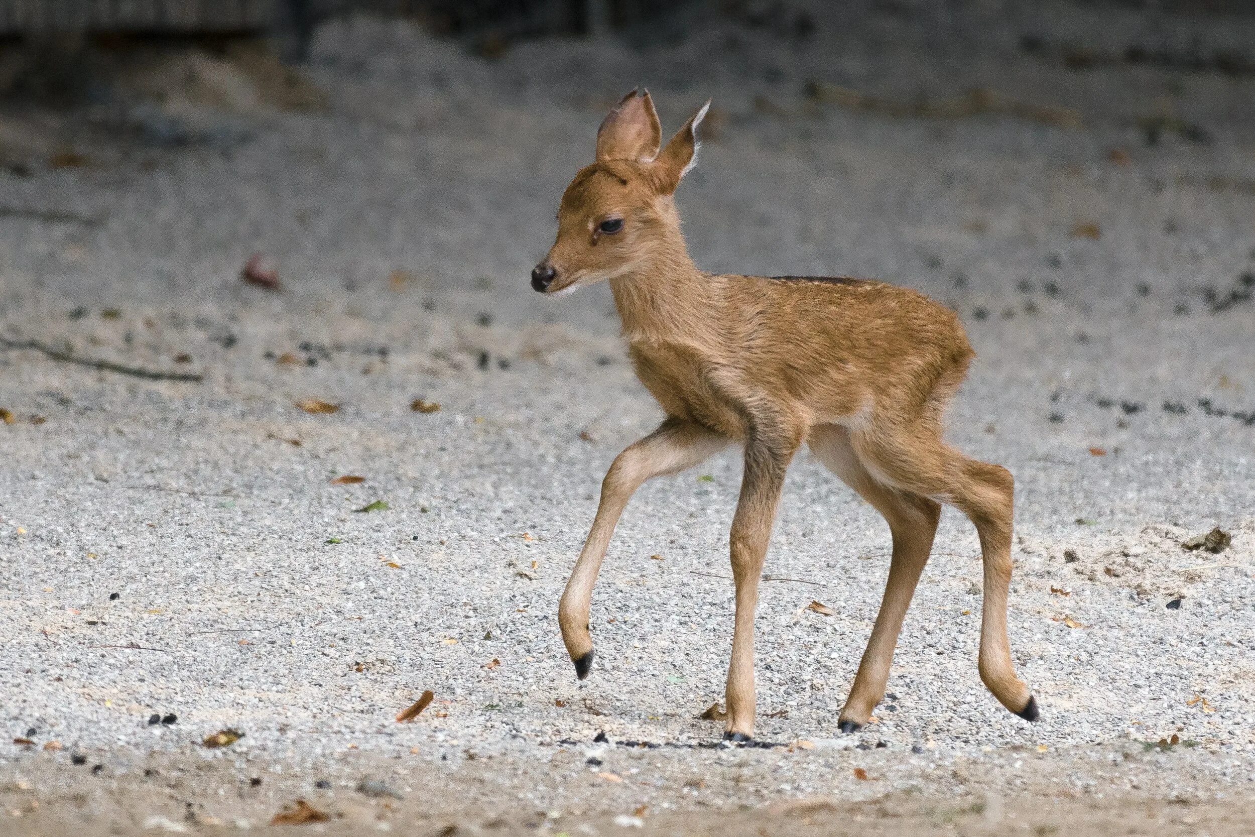 пятнистый олень маленький. косуля олененок. олень ребенок как называется. детеныш косули. олень олениха олененок оленята.
