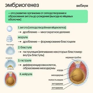 Әйел және еркек кискасы бар порно