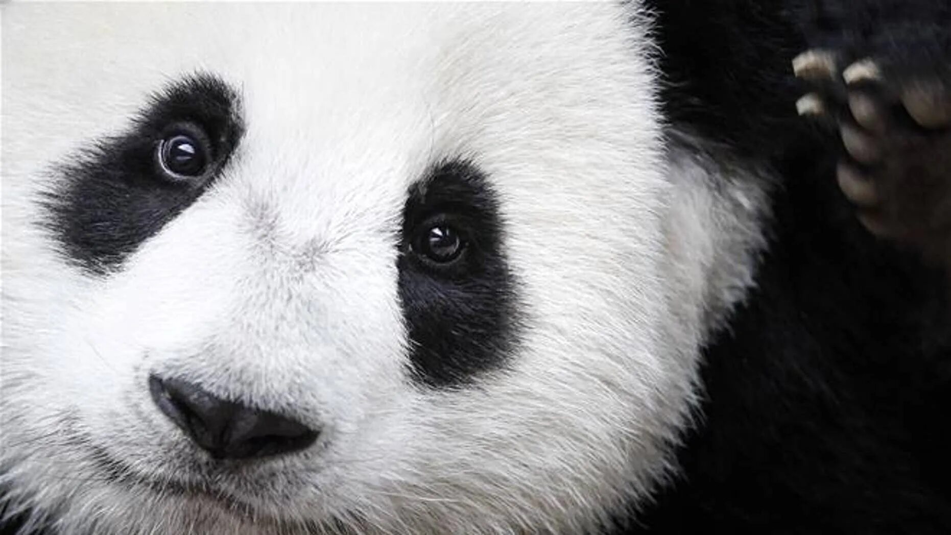 Why panda
