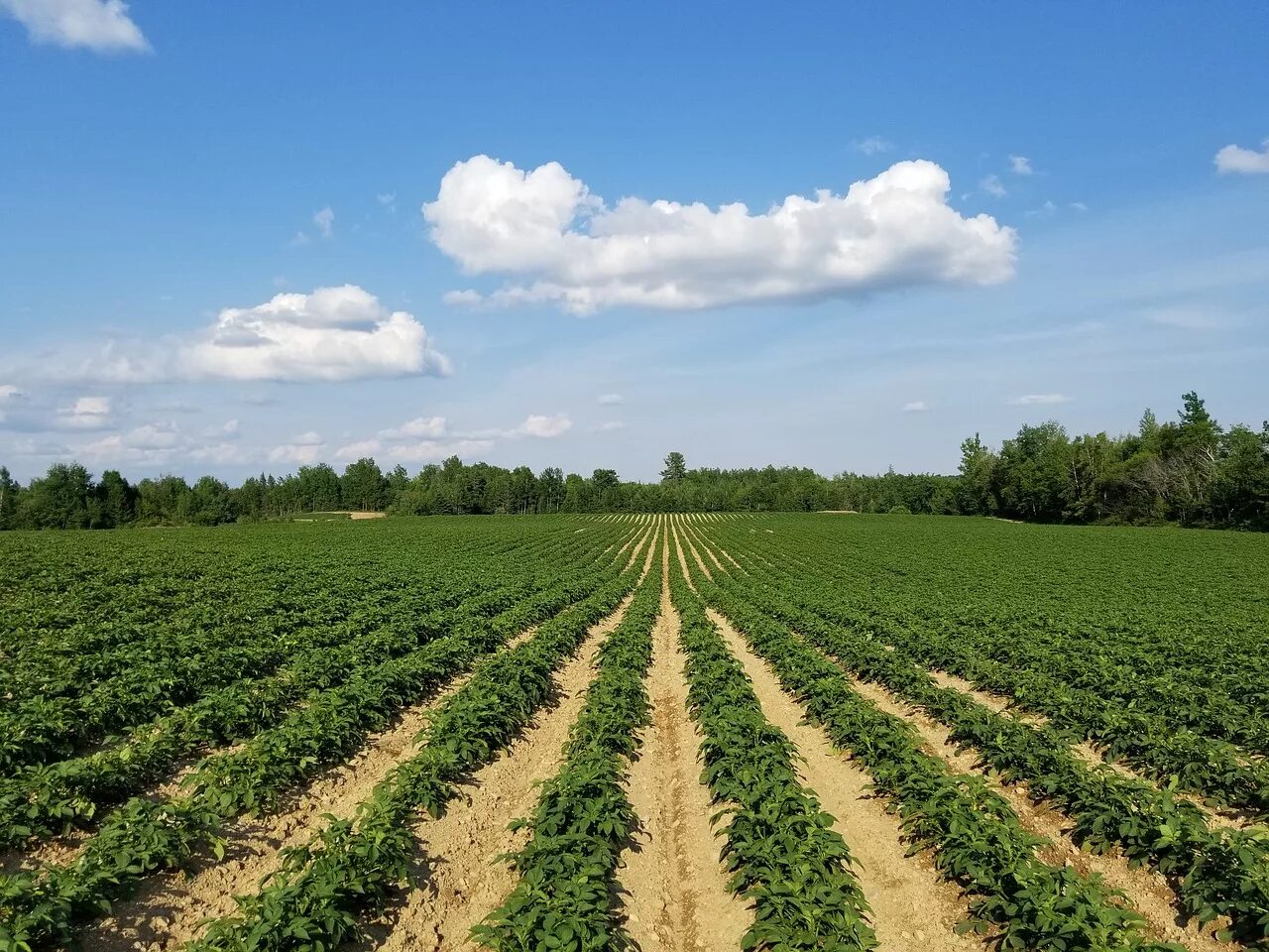 Row fields