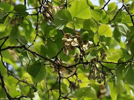 Карагач дерево описание где растет