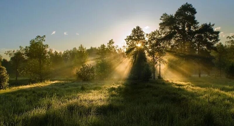 Открытка доброе утро лес. Доброе утро природа. Утро природа. Пейзаж утро. Летнее утро.