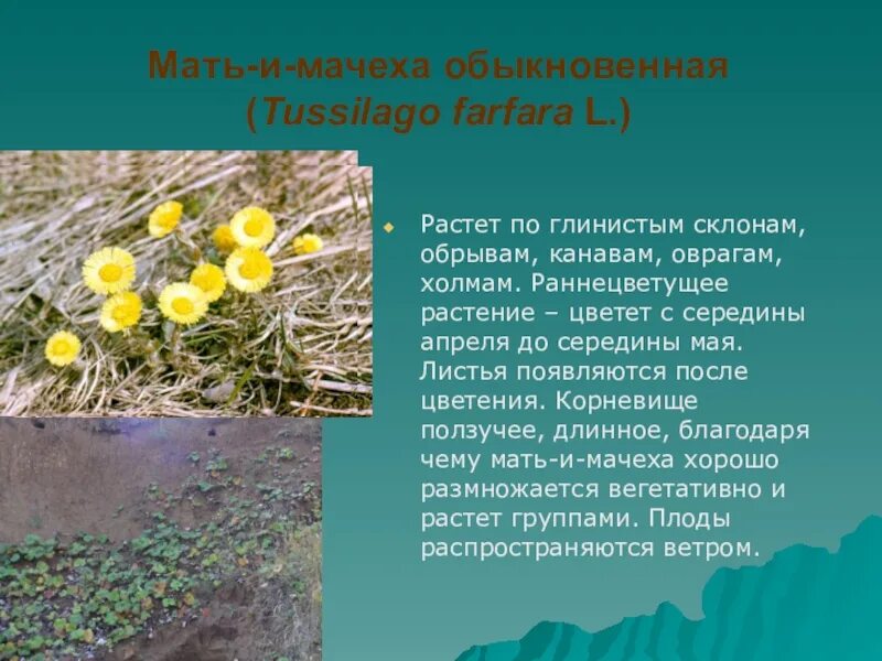 Названия раннецветущих растений окружающий мир 2 класс. Раннецветущие растения мать и мачеха. раннецветущий цветок мать и мачеха. информация о раннецветущих растениях. сообщение о раннецветущих растениях.