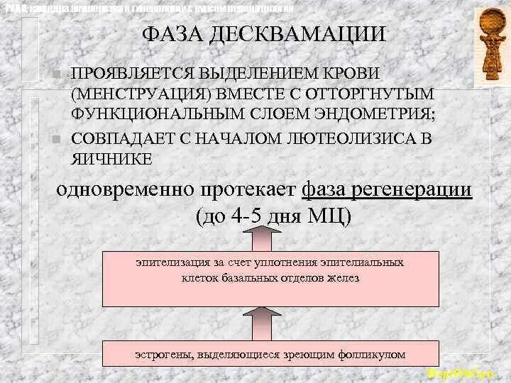Фаза десквамации. Эндометрий в фазе десквамации гистология. фаза десквамации регенерации. эндометрит в фазе десквамации.
