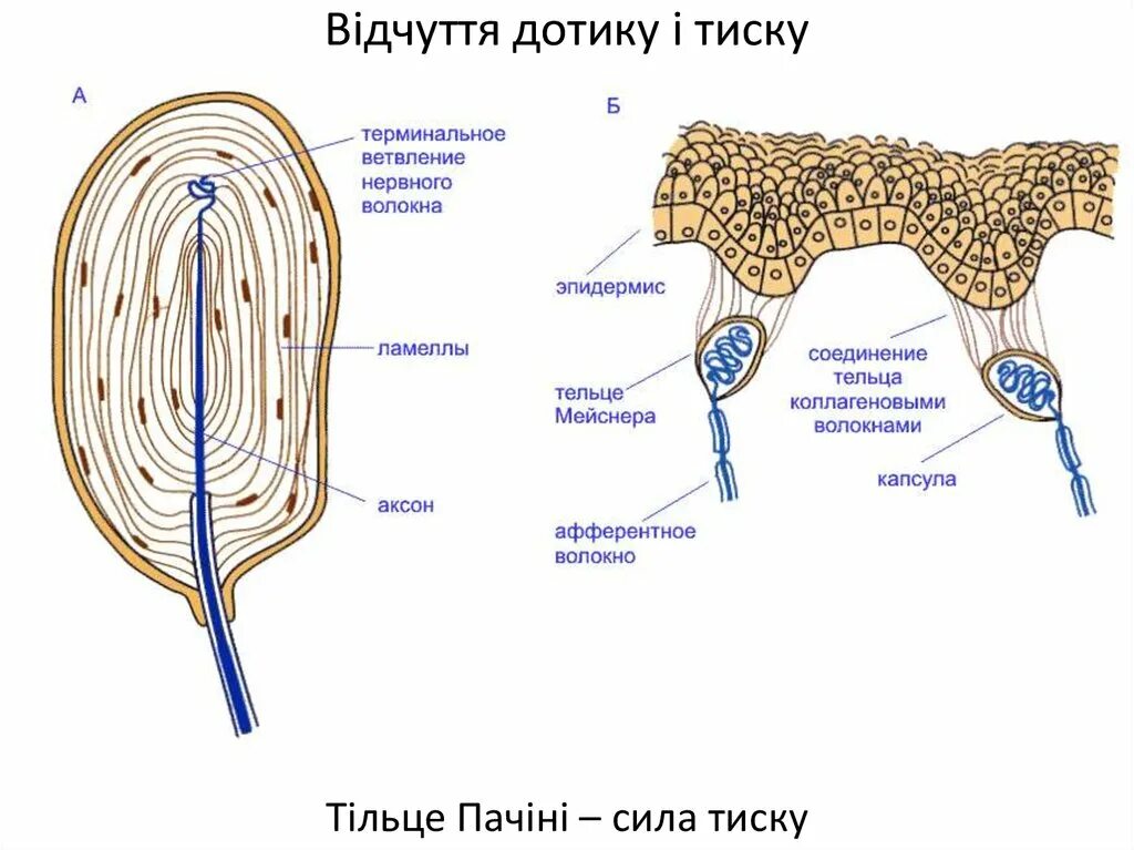 Осязательные тельца Мейснера строение. Рис тельца Мейснера. Тельце Мейснера строение. Осязательное тельце Мейснера гистология. Тельца фатера