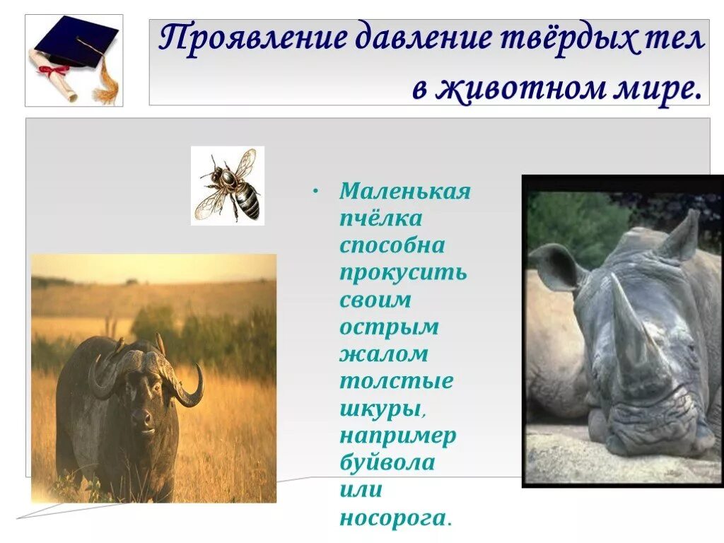 Примеры давления из жизни Физика и медицина проект по физике