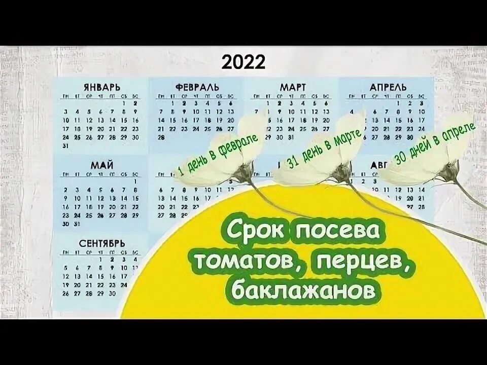 Сроки посева семян томатов, сладких перцев, баклажанов на рассаду в 2022 году / 