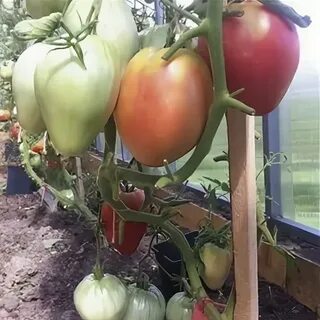 Томаты говядина с куста описание сорта