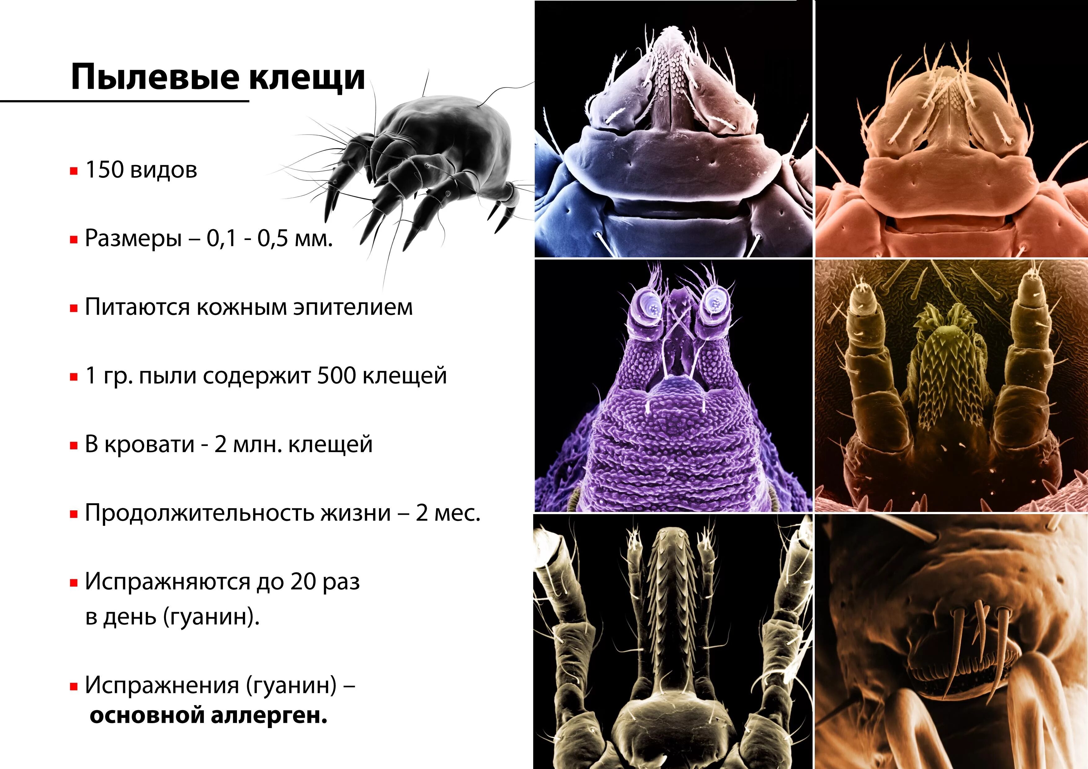 Аллергены клещей домашней пыли. Синантропные пылевые клещи. Пылевые клещи аллерген.