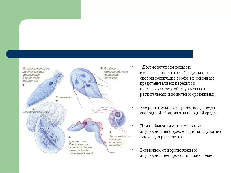 Как размножаются жгутиконосцы и инфузории кратко. Многожгутиковые жгутиконосцы. воротничковые жгутиконосцы. жгутиконосцы в кишечнике термитов. жгутиконосцы паразиты.