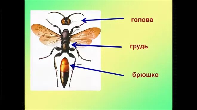 Жизнь насекомых 2