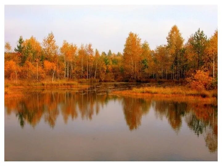 Глубокая тихая вода лакированно блестела словно. Славная осень Юта. Пейзаж для баннера природа Голыгино. Закружилась листва Золотая в розоватой воде на пруду гифки.