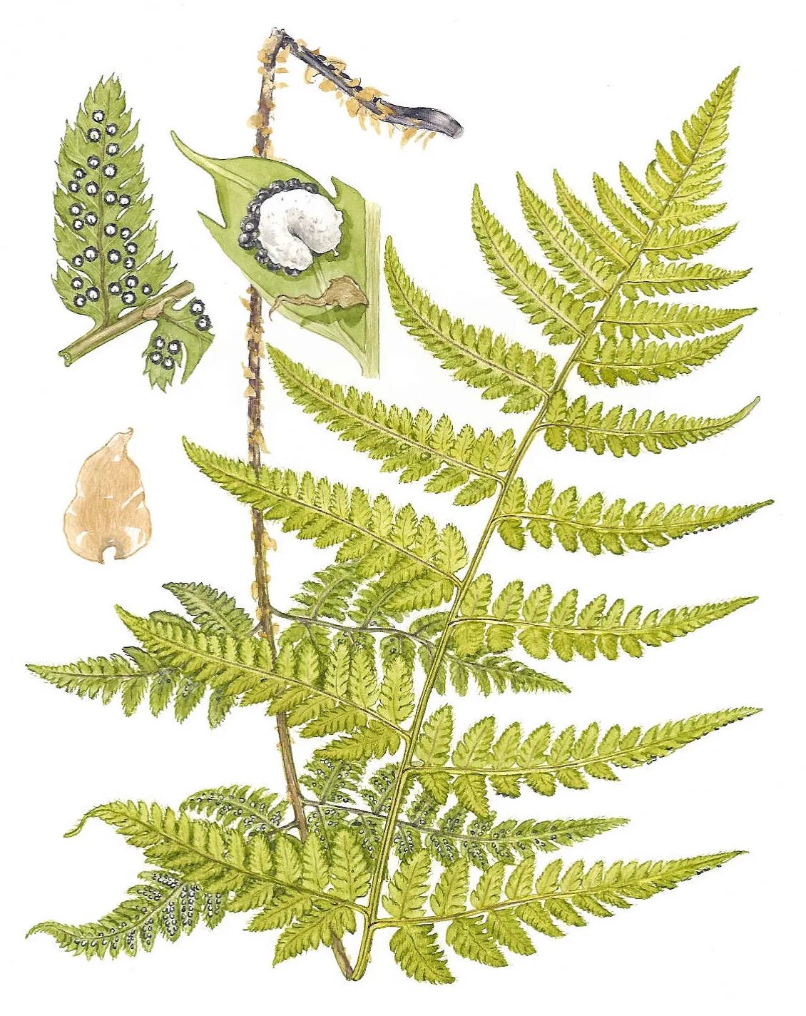 Строение мужского папоротника dryopteris. Лист щитовника мужского. Строение соруса папоротника. Лист щитовника мужского. Как выглядит щитовник мужской.
