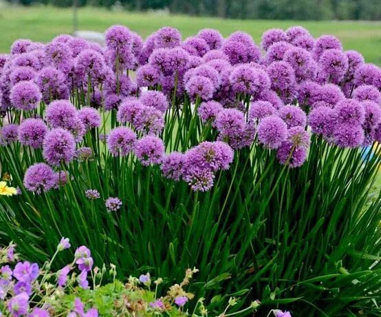 Купить аллиум гладиатор (allium gladiator), 1 шт (разбор 20/22) по цене 510 руб.