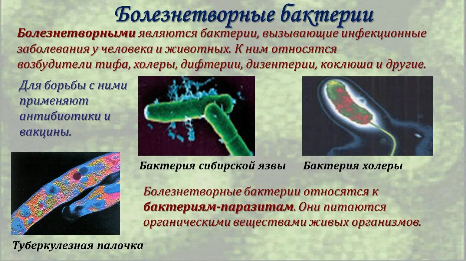 Заболевания возбудителем которых являются патогенные. Болезнетворные бактерии доклад. Сообщение о болезнетворных бактериях. Болезнетворные бактерии патогенные. Болезни вызванные болезнетворными бактериями.