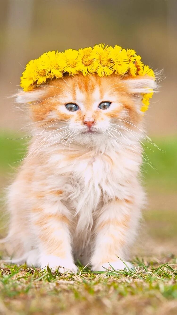 Желтого рыжего кота