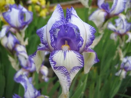 Iris 1 uzbek