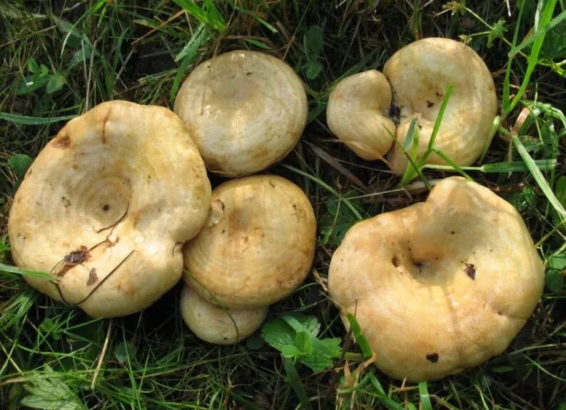 Грибы грузди виды. Груздь дубовый lactarius insulsus. груздь дубовый, рыжик дубовый (lactarius insulsus). lactarius zonarius. грузди сибирские.