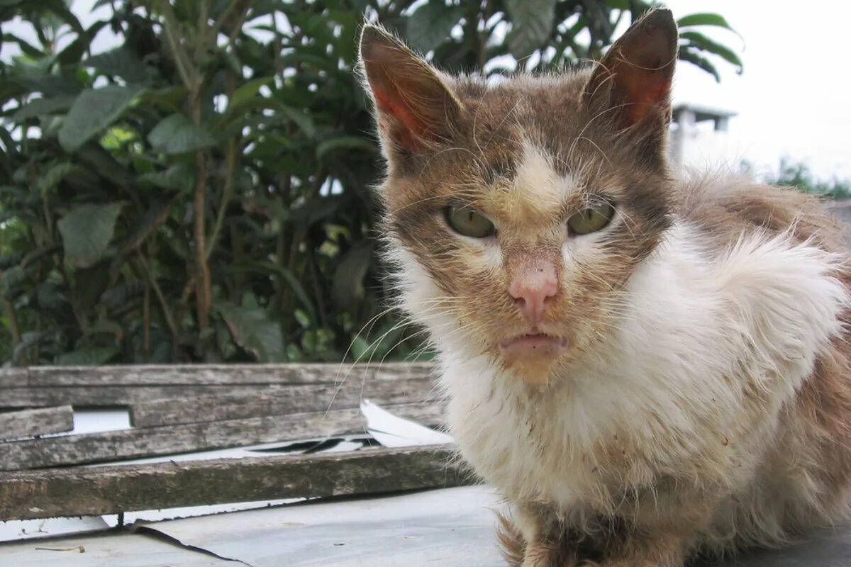 Признаки бешенства у кошек. Признаки бешенства у кошек. Может быть бешенство у котенка. Может быть бешенство у котенка. Кошка больная бешенством.