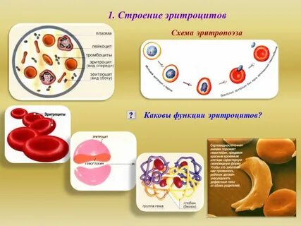 Строение эритроцитов человека