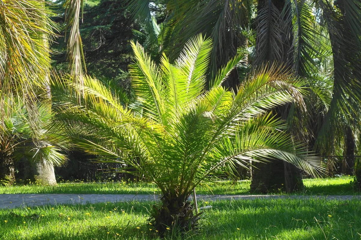 вашингтония в сочи. адлер пальма 2021. субтропики сочи море. масличная пальма сочи. сочинский дендрарий пальмовая аллея.