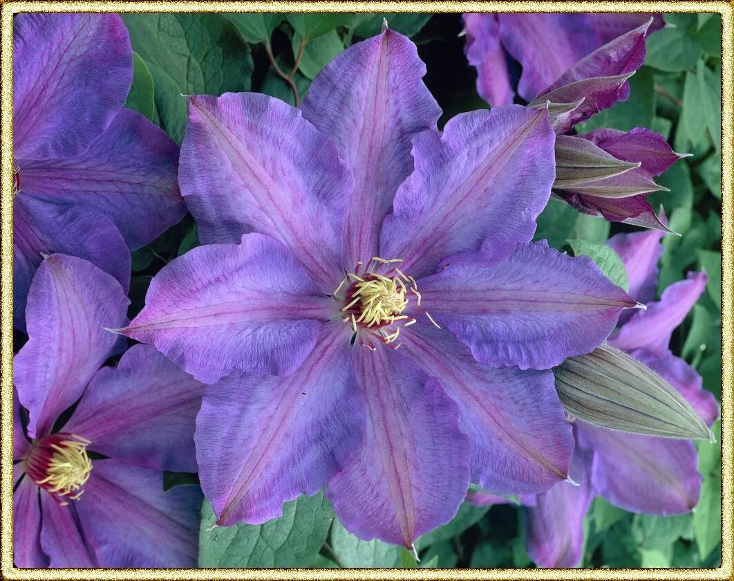 Clematis Esther Flowers June to September Clematis, Clematis vine, Gardening tip