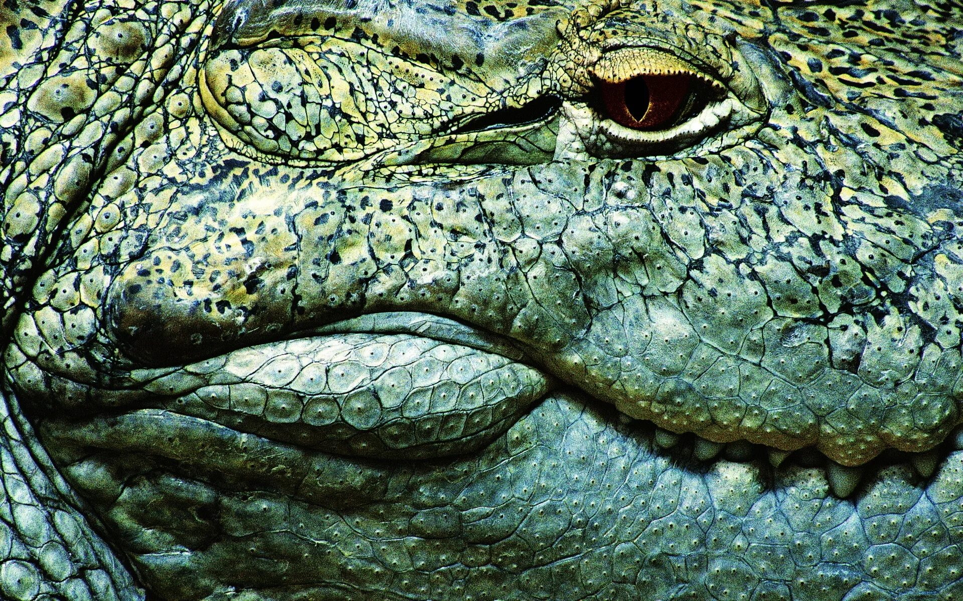 У рептилий сухая кожа. Чешуя крокодила. Кожа аллигатора. Кожа крокодила текстура. Кожа рептилий.