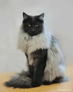 Куну полные