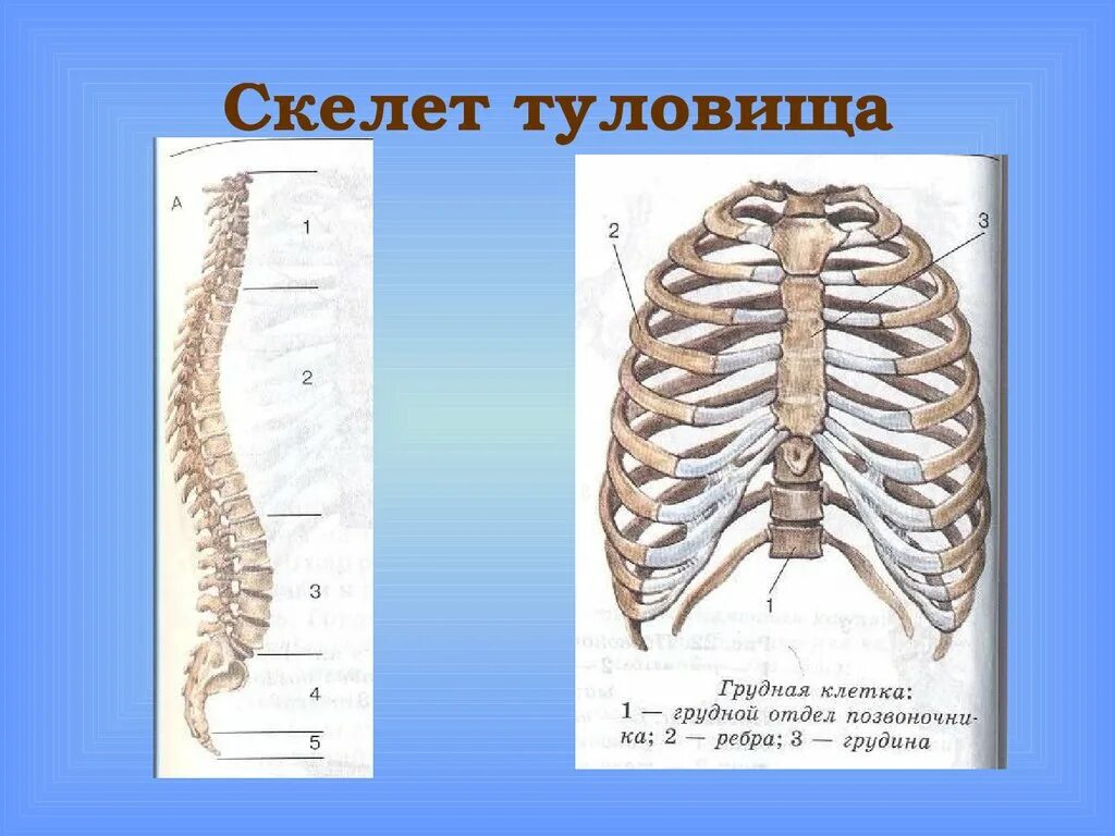 Строение костей скелета туловища. Строение скелета туловища человека анатомия. Скелет туловища грудная клетка кости. Скелет туловища Позвоночный столб позвонки.