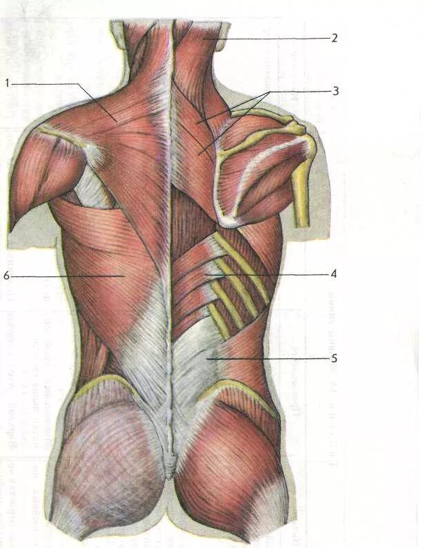 Фасции туловища анатомия. Пояснично-грудная фасция анатомия. Апоневроз широчайшей мышцы спины.