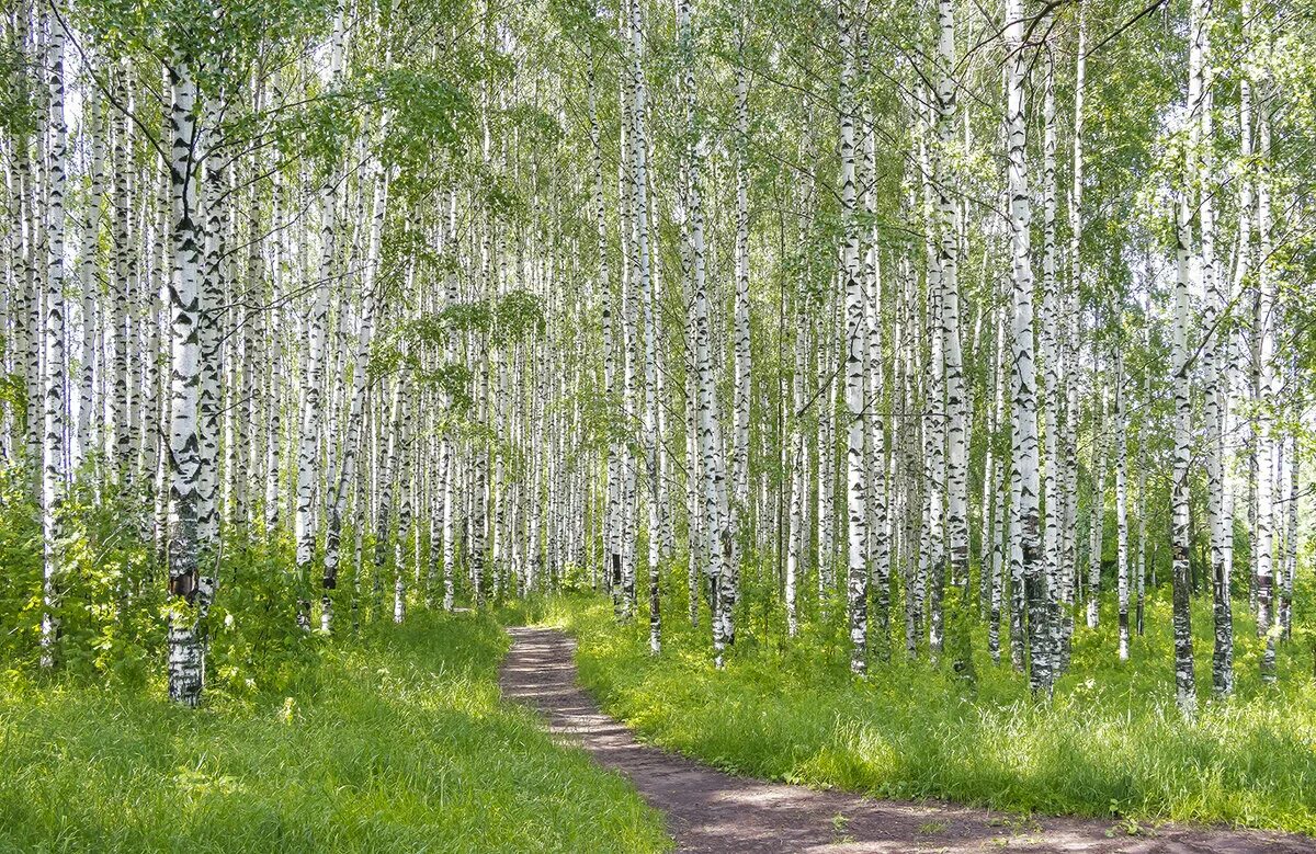 Красноярск березово. Береза в красноярском крае. Березовая роща красноярск. Красноярск березово. Березовая роща иркутск.