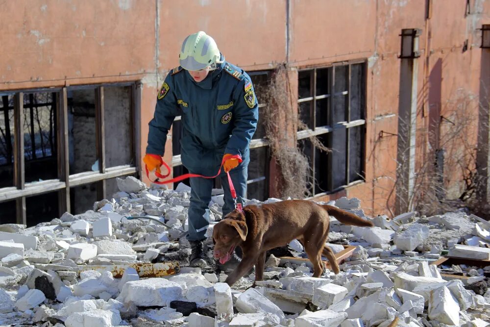 Спасатели кинологи мчс. Спасатели мчс россии. Овчарка малинуа спасатель. Собаки спасатели мчс россии. Служба спасения собак.